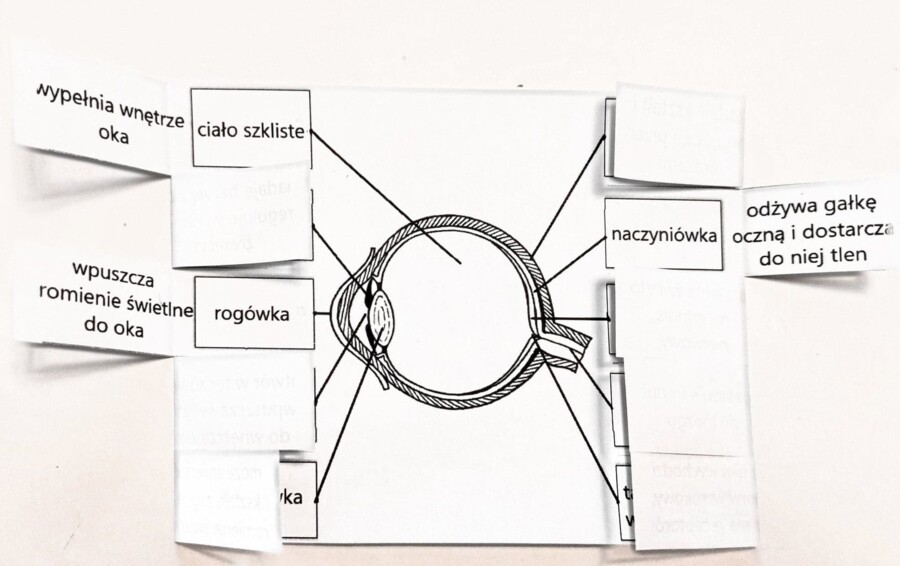 Oko - okienkowa notatka