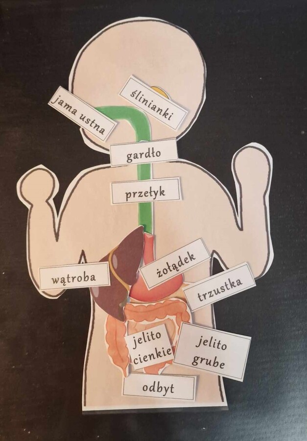 Budowa układu pokarmowego - układanka do zalaminowania. Przyroda 4 / Biologia 7. Trawienie i wchłanianie pokarmu.