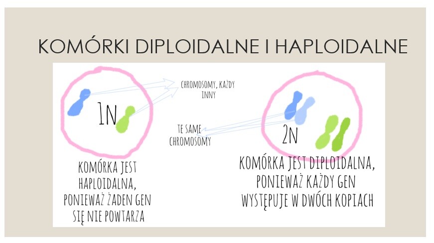 Podziały komórkowe