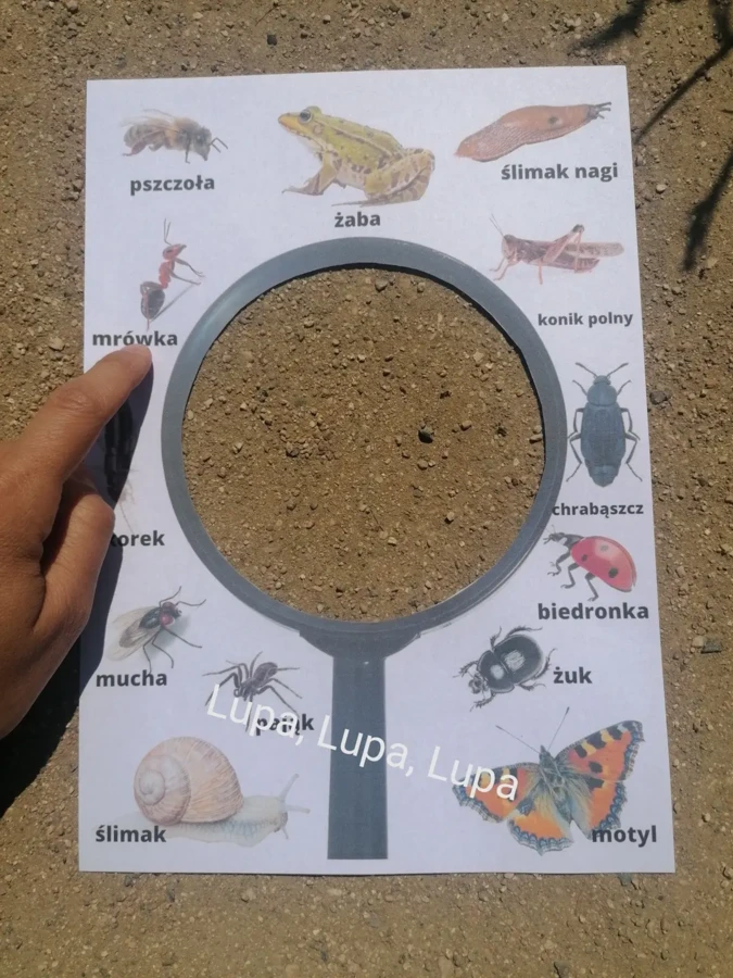 Wiosenne lupy i karty spaceru