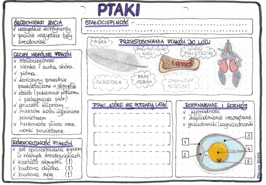 Ptaki - kolor - klasa 6
