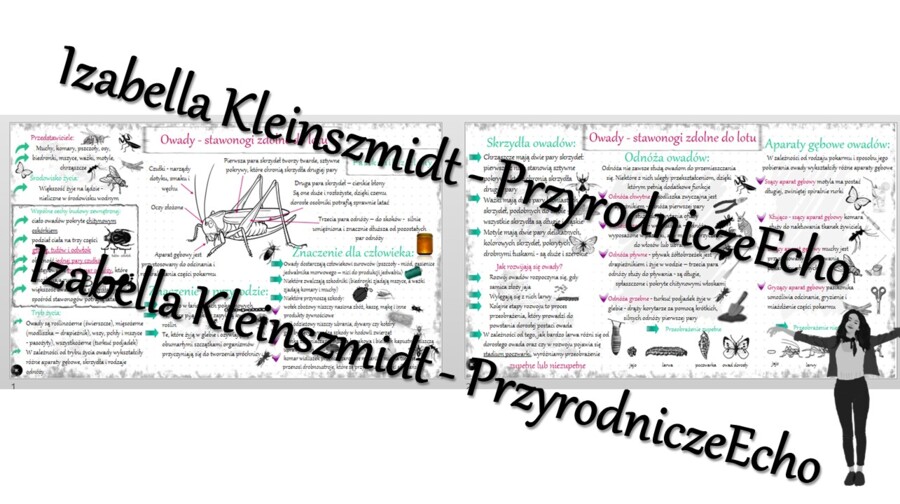 Sketchnotka - notatka „Owady - stawonogi zdolne do lotu” wykonana w power point do edycji. Biologia 6; „Stawonogi i mięczaki”