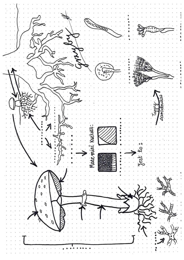 Grzyby - graficzna karta pracy