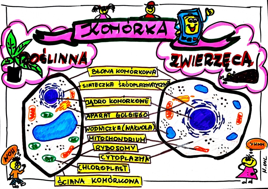 Klasa 5. Biologia. Komórka roślinna i zwierzęca (karta pracy kolorowa)