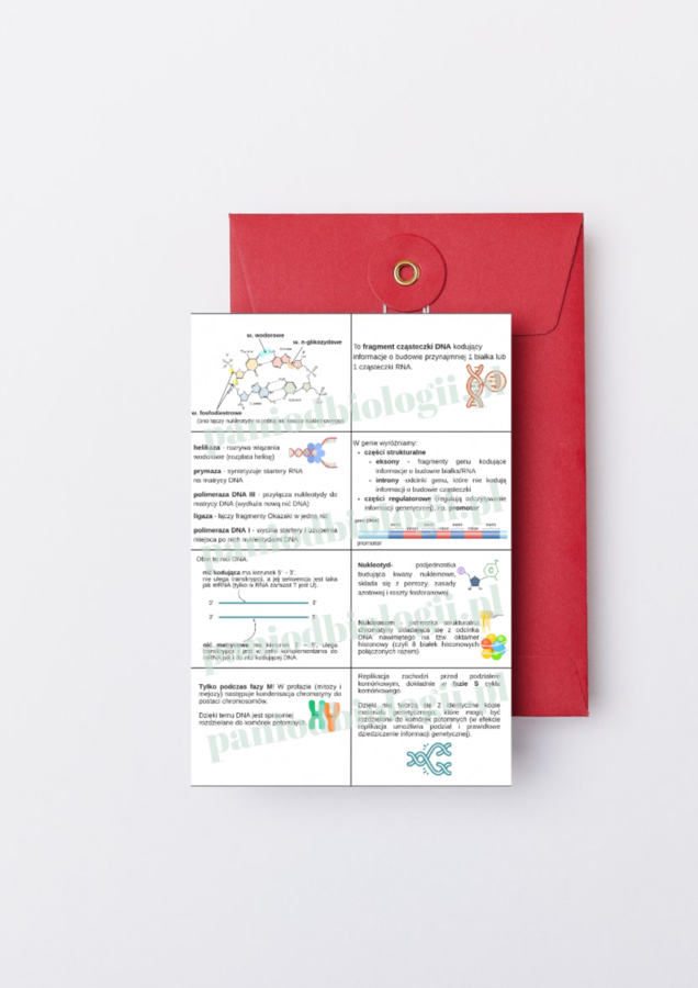 Fiszki - genetyka molekularna