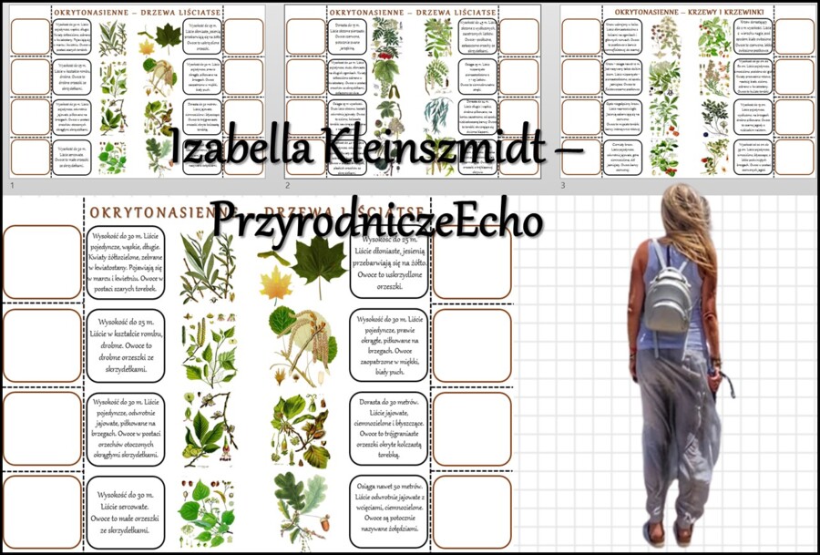 Notatki okienkowe/stacje zadaniowe/notatki/notatki graficzne/karty pracy/sketchnotki „Przegląd i znaczenie roślin okrytonasiennych” „Rozpoznawanie roślin okrytonasiennych” w pdf. Biologia 5 dział „Różnorodność roślin”.