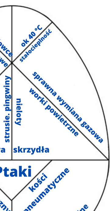 Tangram Jajo Kolumba- Ptaki