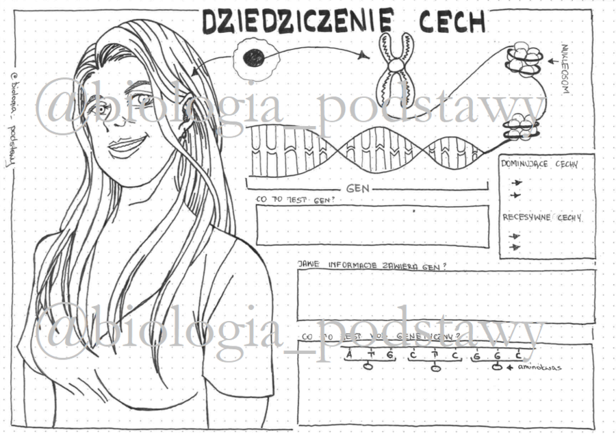 Klasa 8 - Dziedziczenie cech - KP