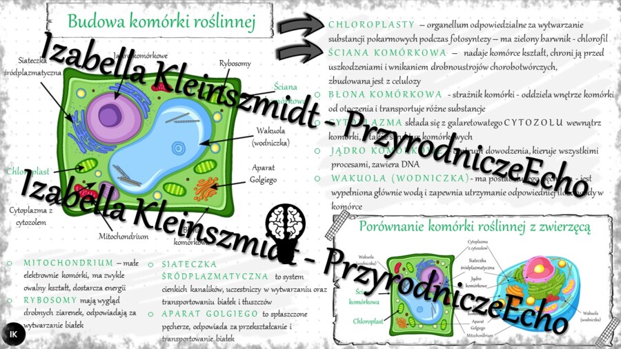 Sketchnotka - notatka „Budowa komórki roślinnej. Porównanie komórki roślinnej z zwierzęcą” wykonana w power point do edycji. Biologia 5; „Budowa i czynności życiowe organizmów”
