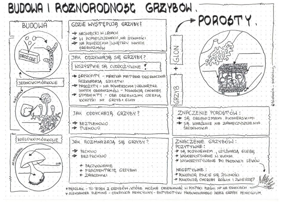 Klasa 5 - Budowa i różnorodność grzybów - pakiet