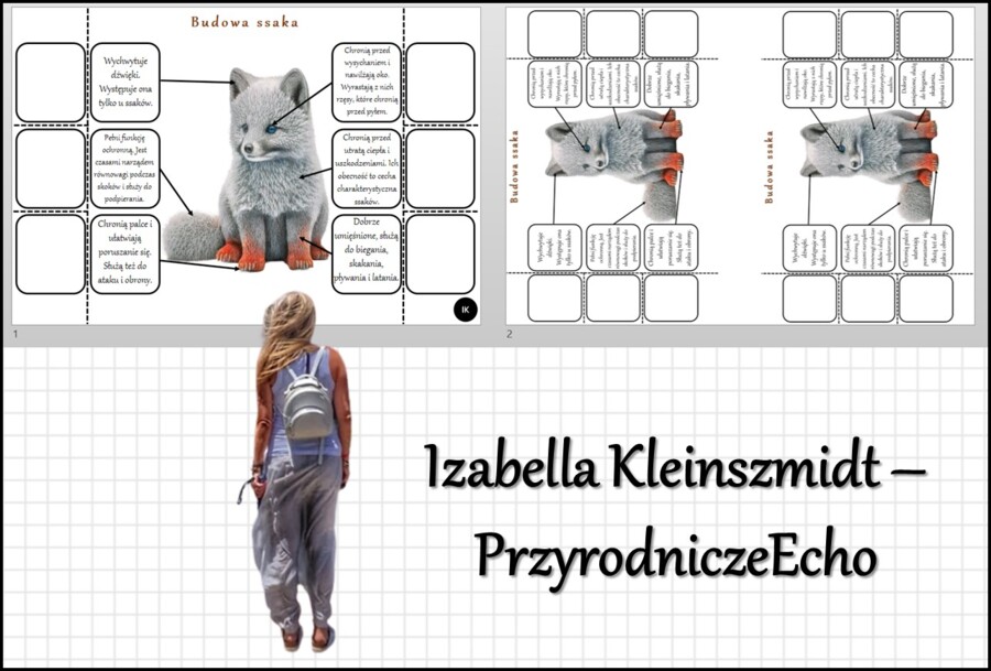 Notatka okienkowa „Budowa ssaka” w pdf. „Ssaki - kręgowce, które karmią mlekiem młode”, Biologia 6 dział „Kręgowce stałocieplne”.