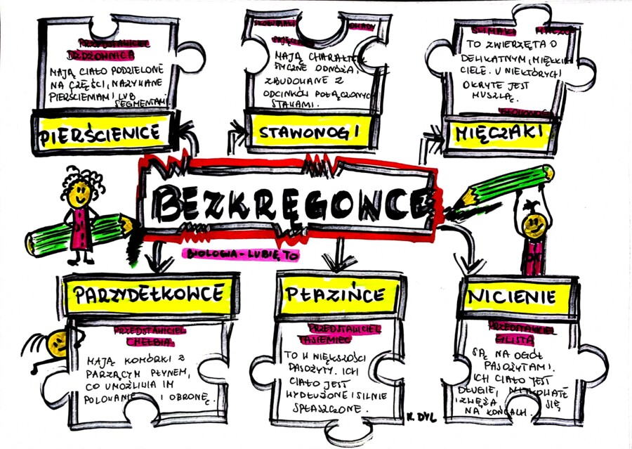 Klasa 6. Biologia. Bezkręgowce (karta pracy kolorowa)