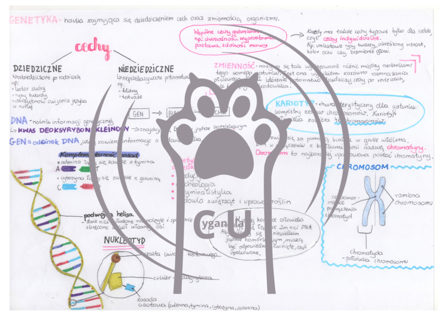 MEGA PAKA: Genetyka & Podziały Komórkowe – Notatki Wizualne: Mitoza, Mejoza, DNA, Krzyżówki genetyczne