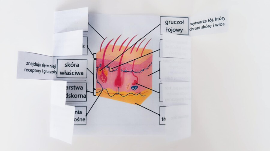 Skóra - okienkowa notatka