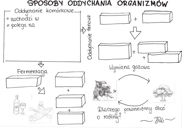 Sposoby oddychania organizmów (KP 1)