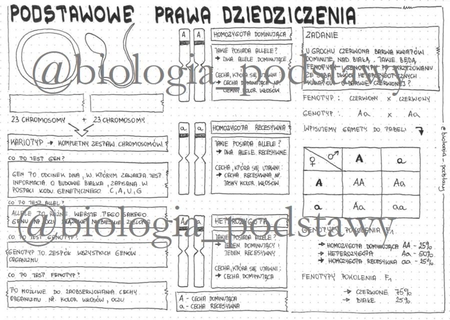 Klasa 8 - podstawowe prawo dziedziczenia - sketchnotka