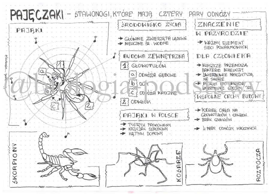 Klasa 6 - Pajęczaki - sketchnotka