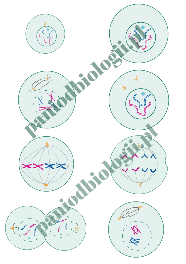 Fiszki - cykl komórkowy, mitoza, mejoza