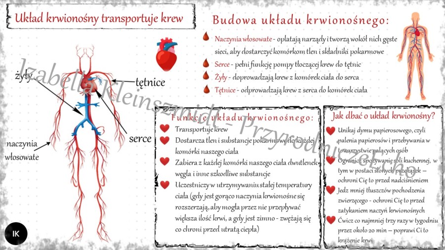Sketchnotka „. Układ krwionośny transportuje krew” w power point do edycji, PRZYRODA do klasy 4 – dział IV „Odkrywamy tajemnice ciała człowieka”