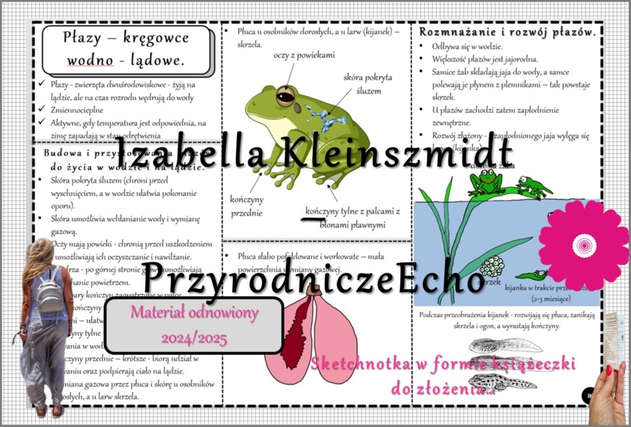 Sketchnotka/książeczka/notatka/wklejka/ściąga dla ucznia i przypomnienie dla nauczyciela/edukacja domowa. Temat „Płazy - kręgowce środowiska wodno-lądowego”. Materiał w pdf. Biologia 6, dział „Kręgowce zmiennocieplne”. Nowość 2024/2025.