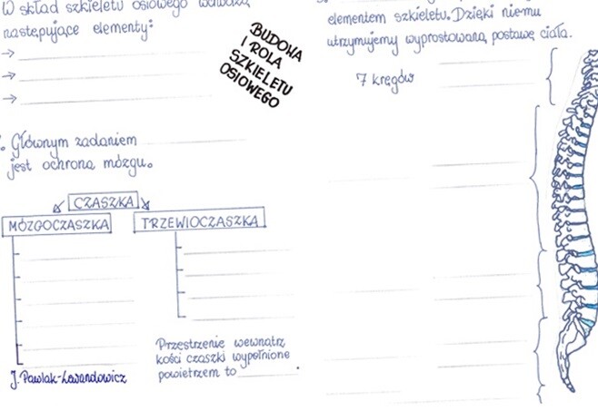 Rola i budowa szkieletu osiowego - część 1 - KP