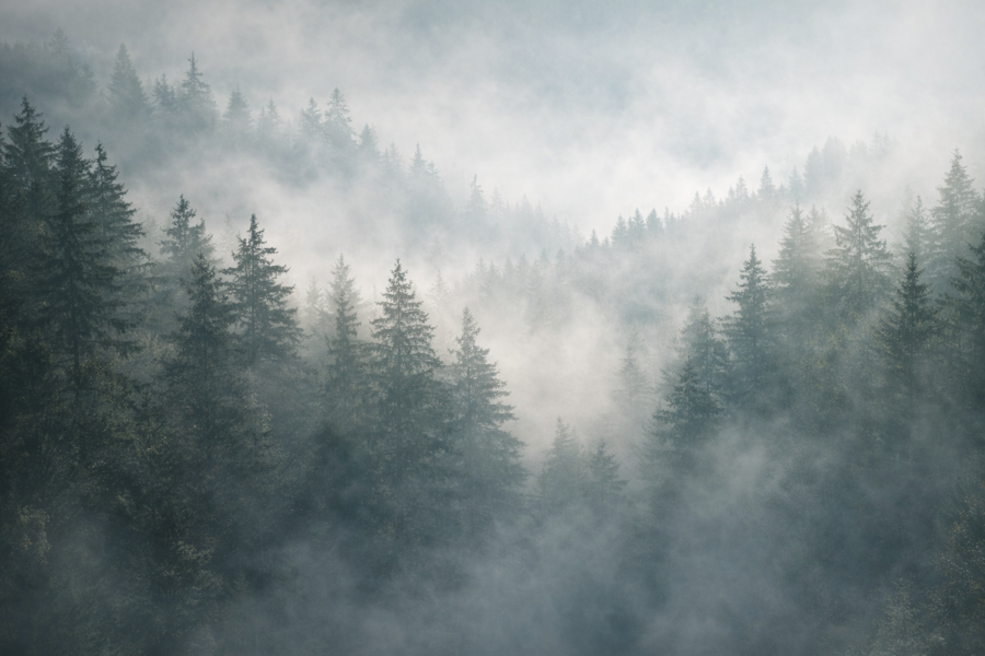 Scenariusz lekcji języka polskiego. "O lasach". Ks. Jan Twardowski