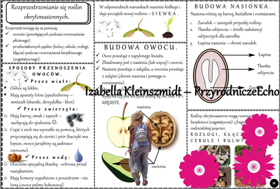 Sketchnotka/książeczka/notatka/wklejka/ściąga dla ucznia i przypomnienie dla nauczyciela/edukacja domowa. Temat „Rozprzestrzenianie się roślin okrytonasiennych”. Materiał w pdf. Biologia 5, dział „Różnorodność roślin”. Nowość 2024/2025.