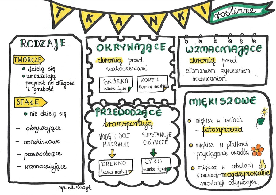 Klasa 5. Biologia. Tkanki roślinne.