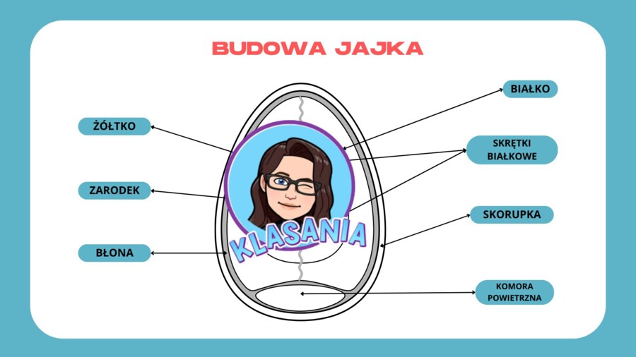 Wklejka - budowa jajka