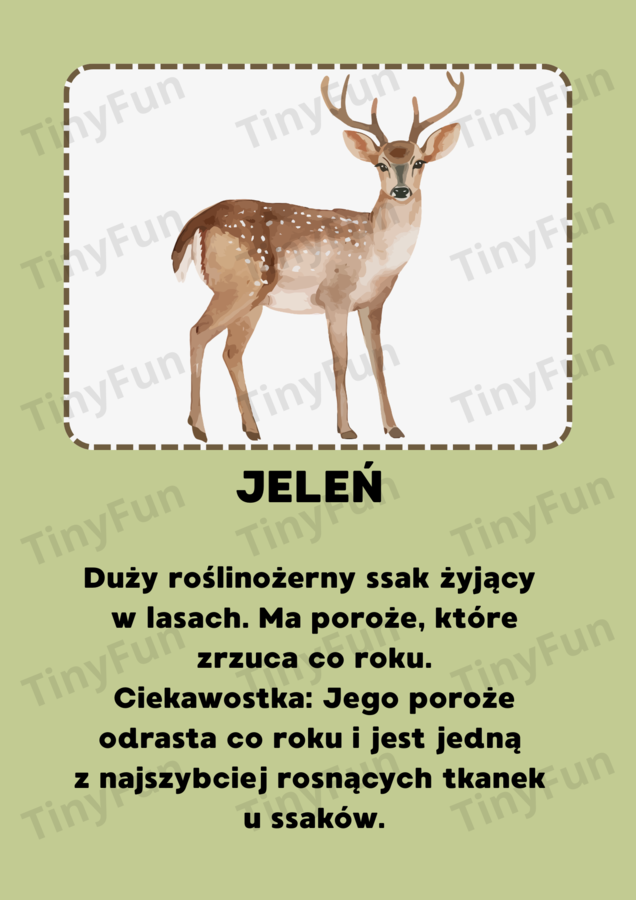 Mieszkańcy lasu – karty edukacyjne| Międzynarodowy Dzień Lasu