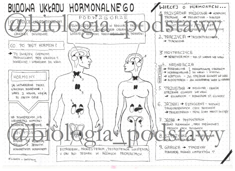 klasa 7 - Budowa układu hormonalnego - sketchnotka