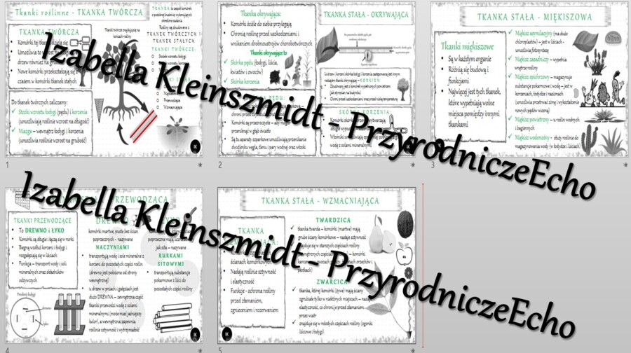 Sketchnotka - notatka „Tkanki roślinne” wykonana w power point do edycji. Biologia 5; „Tkanki i organy roślinne”