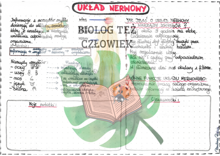 PRZYRODA - Ciało człowieka - Układ nerwowy - kolor