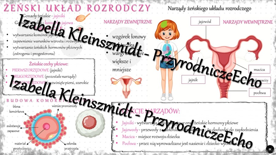 Sketchnotka - notatka „Budowa żeńskiego układu rozrodczego” wykonana w power point do edycji. Biologia 7; „Rozmnażanie i rozwój człowieka”