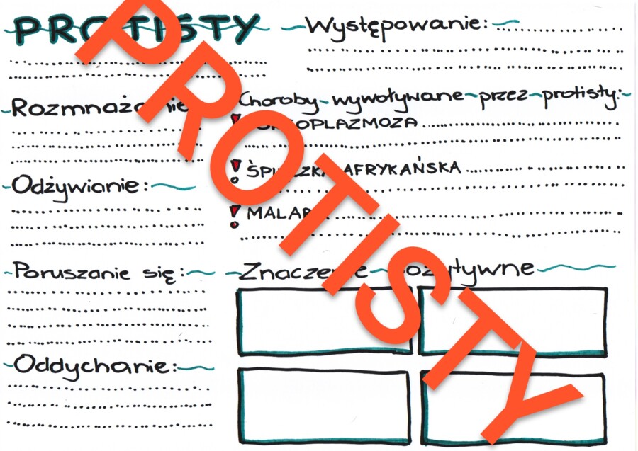 Protisty - czynności życiowe i znaczenie