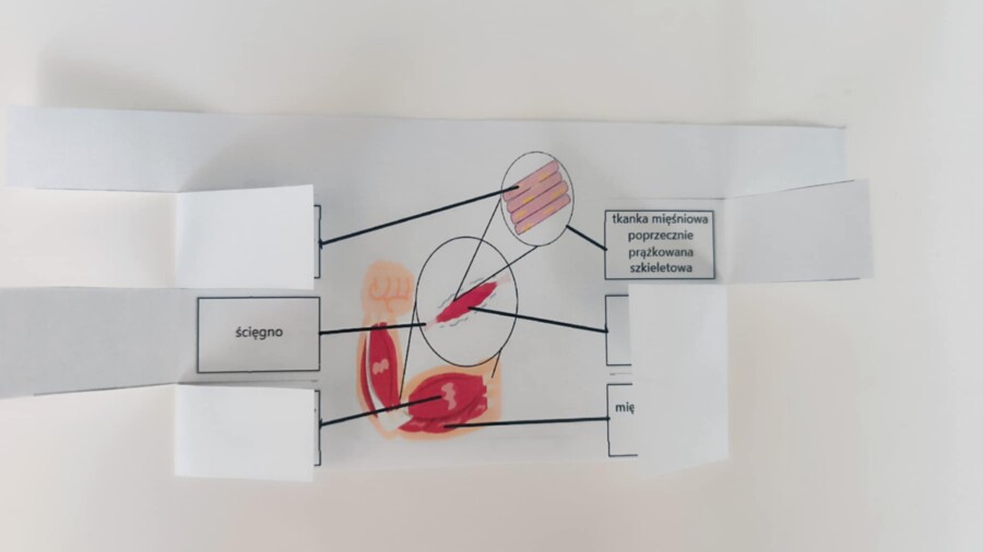 Mięśnie - okienkowa notatka