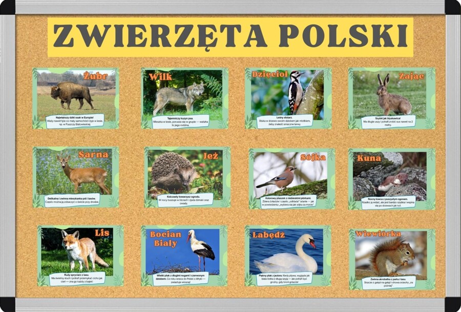Gazetka Zwierzęta polski