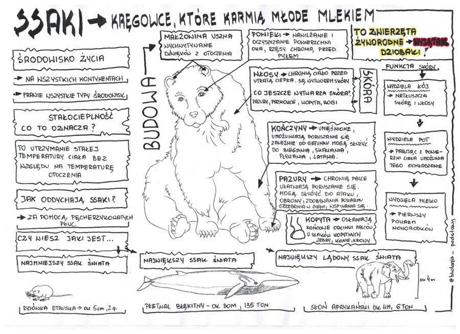 Ssaki - budowa ciała - sketchnotka