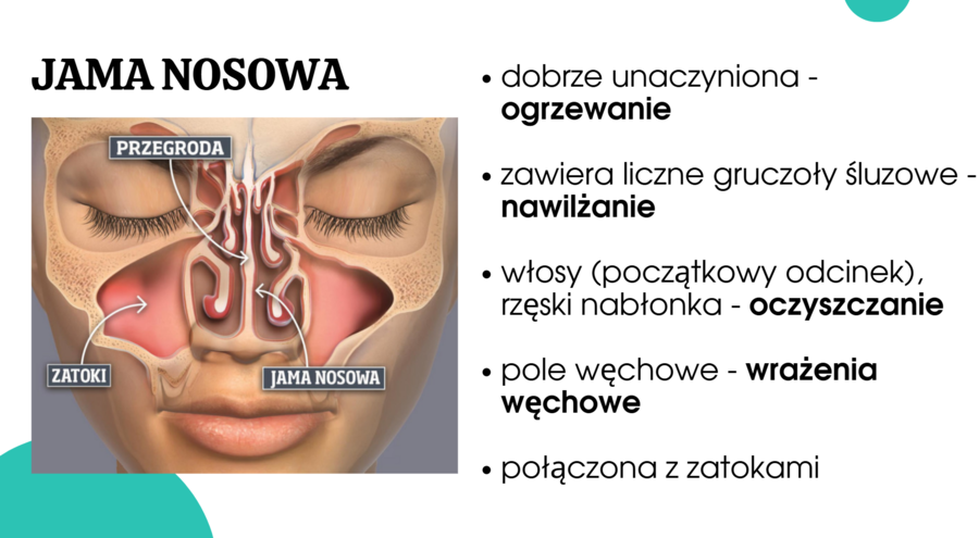 układ oddechowy KLASA 3 ROZSZERZENIE BIOLOGIA