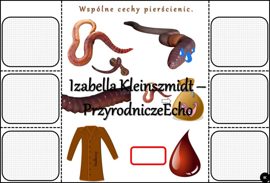 Notatka okienkowa/stacja zadaniowe/notatka interaktywna/notatka graficzna/karta pracy/sketchnotka „Pierścienice”, „Pierścienice-zwierzęta, które mają segmentowane ciało” w pdf. Biologia 5 , dział „Od parzydełkowców do pierścienic”. Materiał wykonany na p