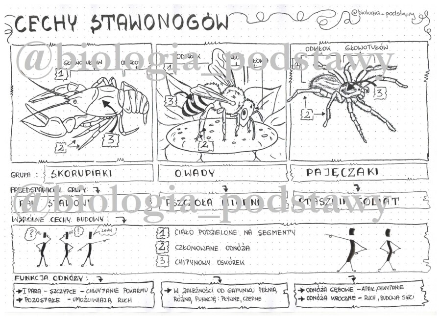 Klasa 6 - Cechy stawonogów - sketchnotka