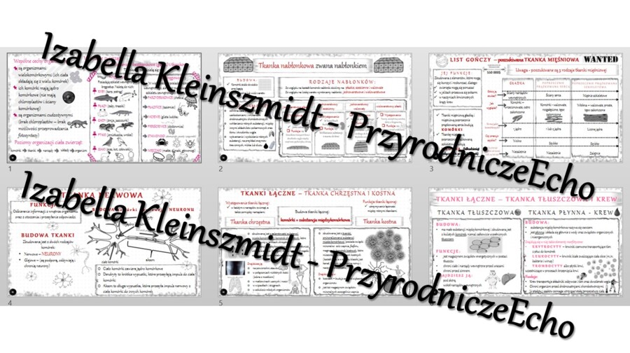 Zestaw sketchnotek – notatek do całego działu „Królestwo zwierząt” wykonanych w power point do edycji. Biologia 6