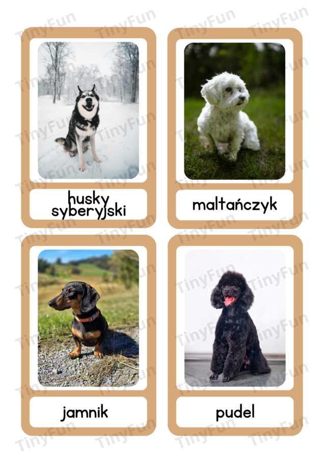 🐶 Rasy Psów – Karty Edukacyjne