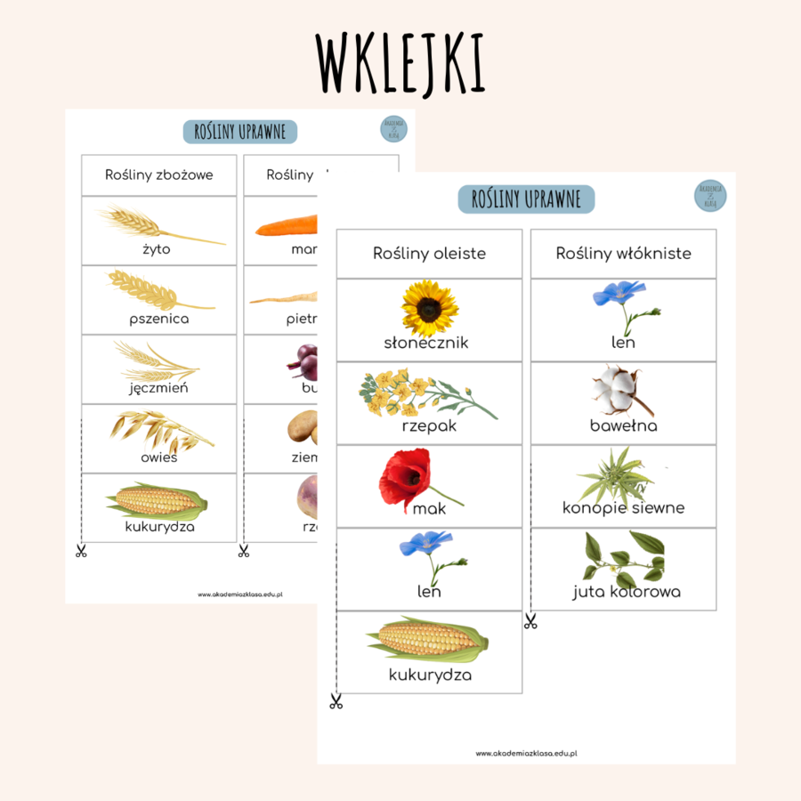 ROŚLINY UPRAWNE: OKOPOWE, ZBOŻOWE, OLEISTE, WŁÓKNISTE - PLANSZE EDUKACYJNE, WKLEJKI, KARTY PRACY