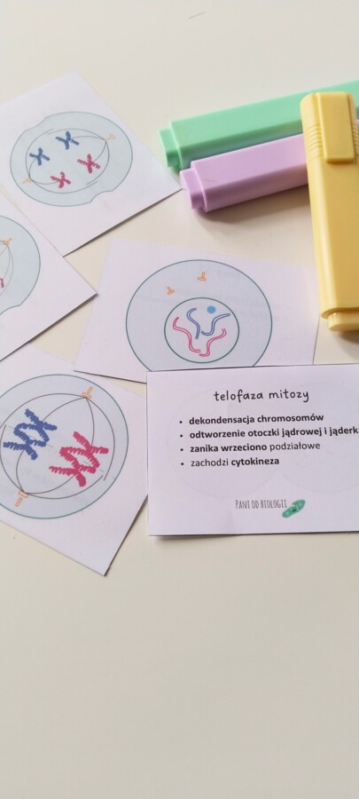 Fiszki - cykl komórkowy, mitoza, mejoza