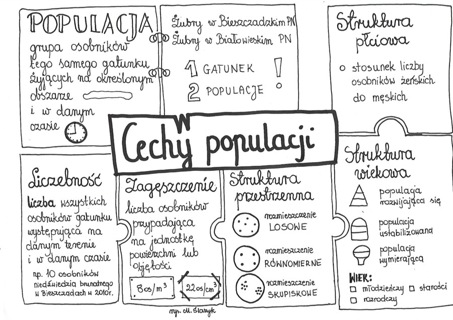 Klasa 8. Biologia. Cechy populacji