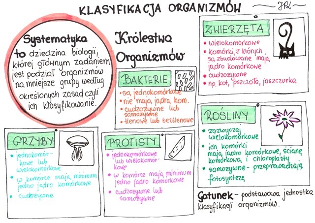 Klasyfikacja organizmów (sketchnotka)