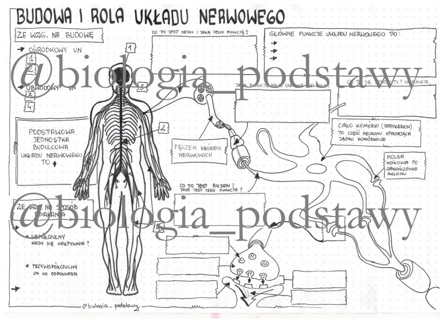 Klasa 7 - Budowa i rola układu nerwowego - sketchnotka