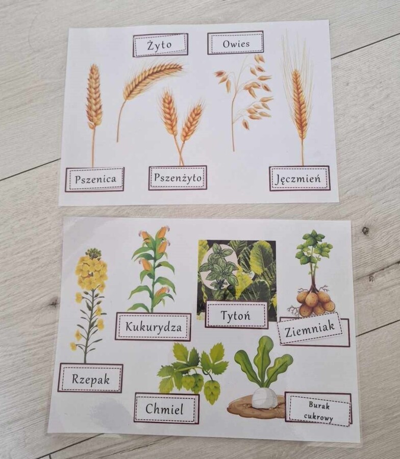 Rośliny uprawne Polski do zalaminowana/układanka/rozpoznawanie gatunków w pdf. „Produkcja roślinna”. Geografia 7 "Rolnictwo i przemysł Polski"