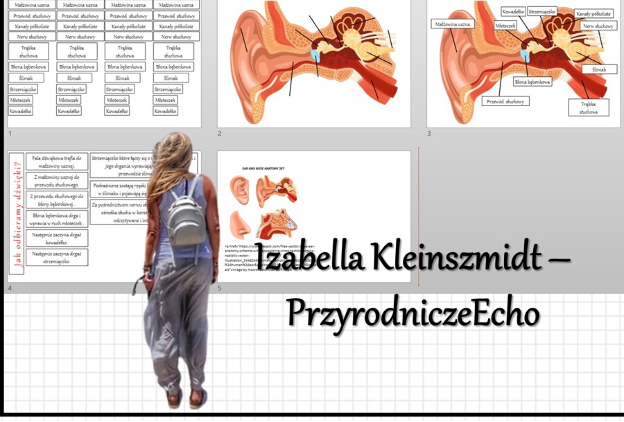 Materiał do zalaminowania/praca w grupach/stacje zadaniowe/układanka/puzzle. „Ucho - narząd słuchu i równowagi”, Biologia 7. Dział „Narządy zmysłów”